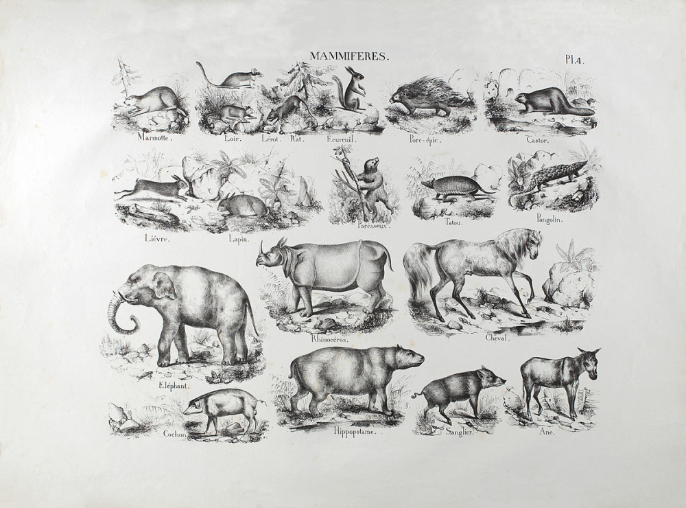 Tableau mural. Histoire Naturelle mise à la portée des enfants. Planche 4. Mammifères.