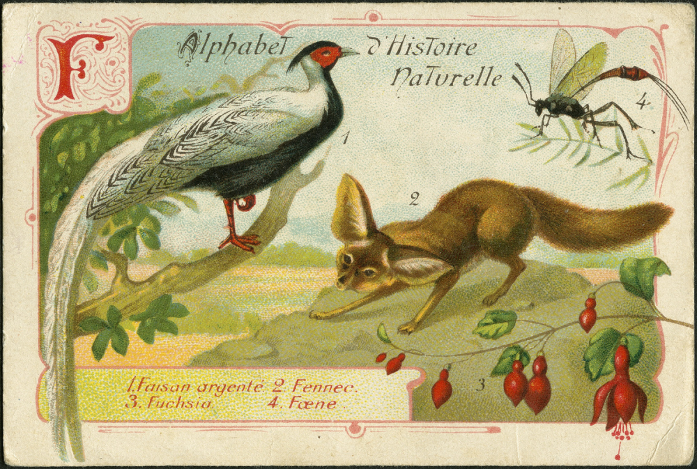 F comme faisan argenté, fennec, fuschia, foene