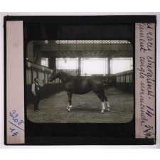 Les Races chevalines, asines et mulassières en France. Jument anglo normande.