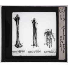 Squelette. Humérus, radius, cubitus.