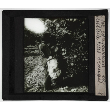 Les Produits du sol de la Californie. La cueillette des oranges.