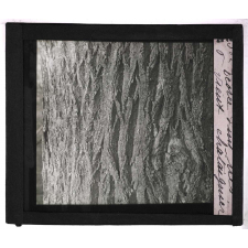 Les Écorces. Écorce d'un très vieux châtaignier.