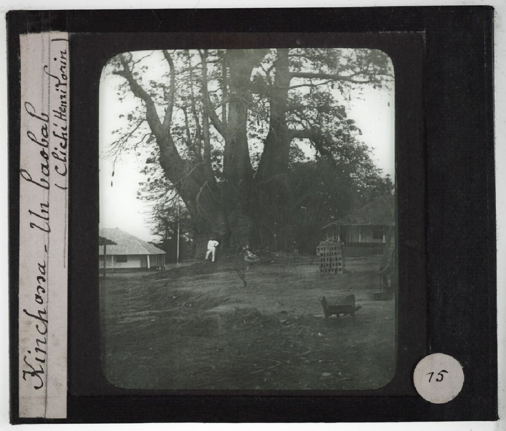 Bas Congo. Kinchassa. Un baobab.