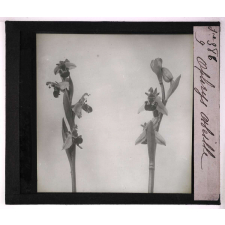 Les Orchidées. Ophrys abeille.