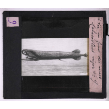 La Vie au fond des mers. Malacosteus niger.