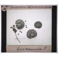 Dissémination des fruits et des graines. Fruits de Medicagoradiata.