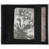 Les Plantes curieuses. Dionée attrape-mouches.