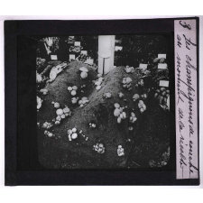 Le Champignon de couche (Psalliota campestris Fr.). Description, procédés de culture et vente. Au moment de la récolte.