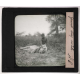 Chasse au grand gibier africain du Mozambique. Grand lion mâle.