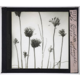 La Ramification et les inflorescences. Ombelle simple d'ail des vignes.