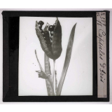 L'Ovaire et le fruit. Capsules d'iris.