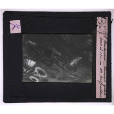 La Vie au fond des mers. Animaux trouvés entre 1000 et 1500 m de profondeur.