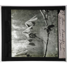 Les Bourgeons. Une branche de Marronnier d'Inde.