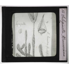 Les Plantes sans fleurs. Selaginella Kraussiana.