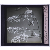 La Ramification et les inflorescences. Cerisier à grappe.