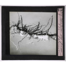 La Ramification et les inflorescences. Rhizome du Sceau de Salomon.