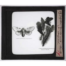 Les Ravageurs de forêts. Bombyx dissemblable. Papillon, femelle, mâle, chenille et chrysalide.