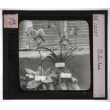 Culture des plantes. Orchidées.