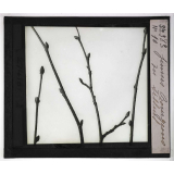 Les Bourgeons. Jeunes bourgeons du tilleul.