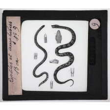 Reptiles et amphibiens. Boa.