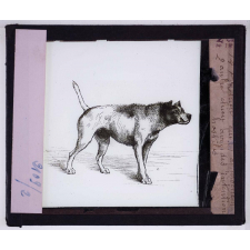 L'Expression des émotions chez les animaux et chez l'homme. Chien qui approche un autre chien avec des intentions hostiles.