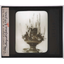 La Culture des plantes d'appartement. Muguet à forcer. Le 15e jour.