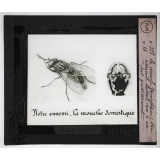 Prophylaxie des maladies contagieuses. 2e série. Transmises par les produits cutanés, le pus, les sécrétions oculaires, les parasites. La mouche domestique; son appareil buccal vu à un fort grossissement.