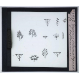 La Ramification et les inflorescences. Dessins schématiques d'Inflorescences.