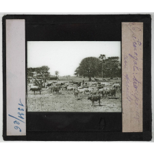 Le Sénégal. Le pays, son fleuve, ses habitants, ses ressources. L'oeuvre coloniale française. Troupeaux au puits.