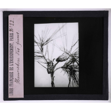 La Vie des insectes. Hanneton des pins.