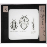 Les Insectes. Phylloxéra gallicole.