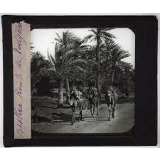 Colonies, Algérie. Biskra. Route de Tougourt.