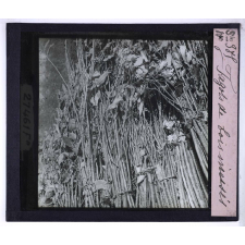 Fabrication des cannes. Fagots de bois incisés.