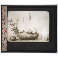 La Culture des plantes d'appartement. Un jardin potager dans une carotte.