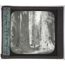 Les Plantes. Grands arbres Géants Grizzli (Californie).