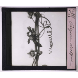 La Vie grimpante chez les plantes. Bryone dioïque.