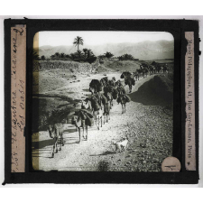 Oasis. El Kantara. Caravane.