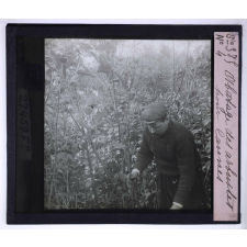 Fabrication des cannes. Abattage des arbustes pour cannes.