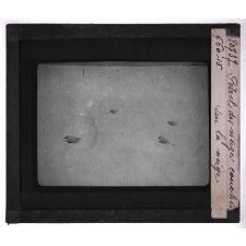 Les Animaux des régions polaires australes (baleines, phoques, oiseaux). Pétrels des neiges couchés sur la neige.