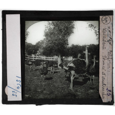 Etats-Unis. Région du Far-West. Californie, Pasadena. Fermes d'autruches.