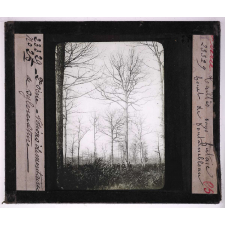 La Forêt. Notions élémentaires de sylviculture. Taillis sous futaie. Forêt de Fontainebleau.
