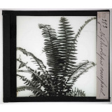 Les Plantes sans fleurs. Néphrolépis compact.