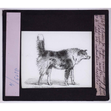 L'Expression des émotions chez les animaux et chez l'homme. Chien de berger demi-sang qui s'approche d'un autre chien avec des intentions hostiles.