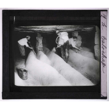 Le Champignon de couche (Psalliota campestris Fr.). Description, procédés de culture et vente. Le talochage.