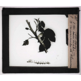 Les Maladies des vers à soie. Vers sains: A) ver sans tache - B) ver avec taches de blessures.