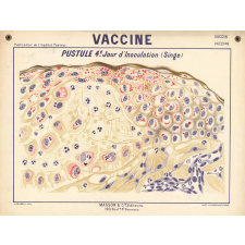 Vaccine. Pustule 4e jour d'inoculation (singe).
