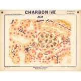 Charbon (VIII) : rein