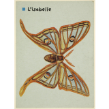 Le vulcain et l'isabelle
