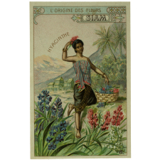 Cartes réclame. Cacao à l'avoine Hausen de Cassel. L'origine des fleurs.