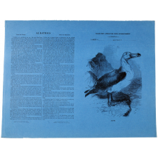 Albatros.